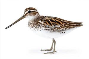 elegant common snipe stands poised by the water, its long, slender beak extended as it searches for food. The striking plumage highlights its natural beauty. photo