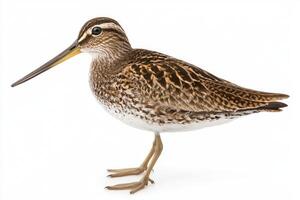 common snipe stands poised by tranquil waters, its elongated beak glistening as it scans the environment, embodying the essence of nature's elegance. photo