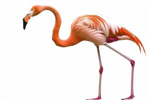 majestic flamingo stands on one leg, its long neck beautifully arched, displaying a stunning array of pink and white plumage against a clean, white backdrop. photo