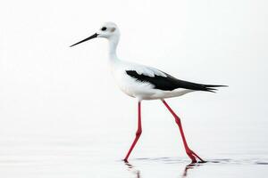 black-winged stilt strides through calm, shallow waters, displaying its unique black-and-white feathers and long slender legs while standing out against a soft white background. photo