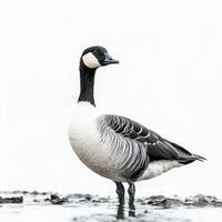 barnacle goose stands tall on the shore, its distinct black-and-white feathers contrasting beautifully against a plain white background, capturing a moment of serene elegance. photo