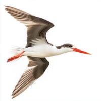 striking black skimmer glides effortlessly, its elongated wings extended wide photo