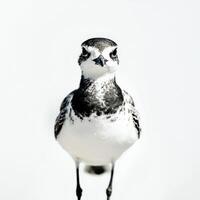 stunning black-bellied plover stands by the water's edge, displaying its distinctive black belly and white head, creating a beautiful contrast against the serene environment. photo