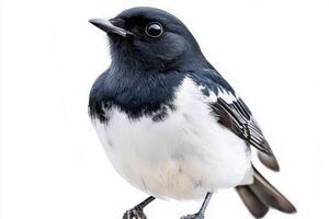 magpie robin perches confidently, displaying its beautiful contrasting black and white plumage, against a crisp, white backdrop, embodying serenity and grace. photo