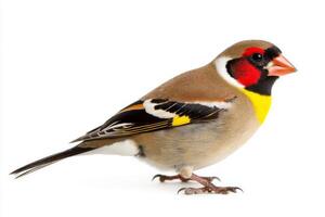 exquisite bird captures attention with its bright red face and the striking contrast of black-and-yellow wings, perched delicately in isolation. Its elegance epitomizes natural beauty. photo