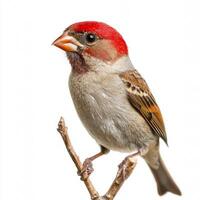 house finch perches gracefully on a delicate twig, its vivid red head shining brightly against a stark white background, emphasizing its natural beauty. photo