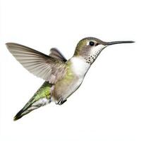 vibrant hummingbird hovers gracefully, its wings a blur of motion. This tiny bird radiates beauty and agility, isolated against a clean backdrop. photo