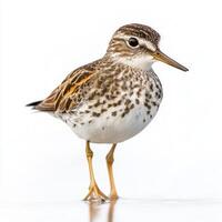 small least sandpiper stands poised by the water, showcasing its delicate features and short legs against a pristine white backdrop, highlighting its natural elegance. photo