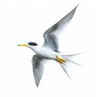 little tern is captured mid-flight, illustrating its pointed wings and forked tail in a striking display. The pristine white background highlights its beauty and agility. photo