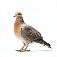 mourning dove stands tall, showcasing its soft brown plumage and small, elegant beak, isolated in a serene and minimalist white environment. photo
