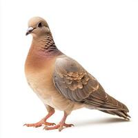 beautiful mourning dove stands gracefully, displaying its soft brown plumage and small beak, isolated on a white background, embodying elegance and serenity. photo