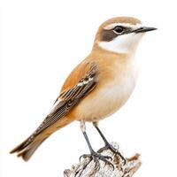 northern wheatear stands poised on a branch, displaying its beautifully patterned plumage of white and brown. The serene white background highlights its delicate features and vibrant colors. photo