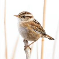 marsh wren sits atop a reed, its rounded body and intricate brown plumage on full display. This serene moment captures the essence of wildlife in a tranquil setting. photo