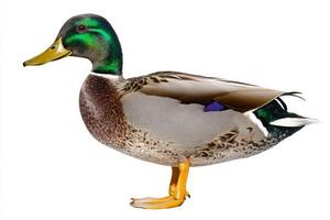 solitary mallard duck stands at the edge of the water, its striking green head and brown body catching the eye against a seamless white background. The duck appears alert and poised. photo