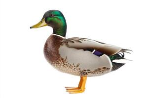solitary mallard duck, showcasing its striking green head and rich brown body, stands poised on the shore, highlighting its beauty in a serene setting. photo