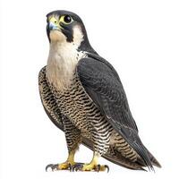 peregrine falcon stands poised with wings slightly spread, revealing its intricate feather patterns and vibrant eyes, embodying grace and strength. photo