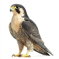 Behold a stunning peregrine falcon, poised elegantly with wings slightly open, highlighting the intricate patterns of its feathers against the pure white backdrop. photo