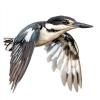 Suspended in mid-air, the pied kingfisher displays its distinctive black-and-white feathers and sharp beak, embodying agility and grace in motion. photo