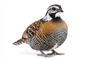 northern bobwhite quail stands proudly on the ground, its striking spotted plumage highlighted against a clean white backdrop, emphasizing its natural beauty and unique patterns. photo