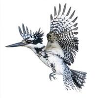 magnificent pied kingfisher hovers effortlessly, eyes focused and sharp beak poised. Its striking black-and-white feathers contrast sharply against the pure white background, embodying grace. photo