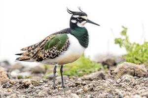 vibrant northern lapwing perches on the ground, displaying its distinctive green and black feathers. Its elegant posture highlights the beauty of this unique bird in a tranquil environment. photo