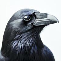 raven stands confidently, its sharp beak glinting and shiny black feathers gleaming vividly, offering a captivating view against a stark white background. photo