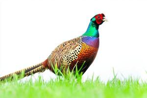 colorful pheasant gracefully walks through verdant grass, its iridescent feathers shimmering in the sunlight. The elegant bird stands out beautifully against the bright backdrop. photo