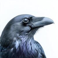 raven showcases its captivating features, highlighting its sharp beak and glossy black feathers, creating an impressive visual appeal against a clean white background. photo