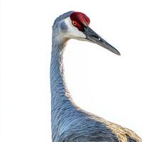 majestic sandhill crane stands tall with its long neck and vibrant red forehead clearly visible, embodying grace in a tranquil setting devoid of distractions. photo