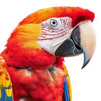 stunning scarlet macaw presents its vivid red, blue, and yellow plumage, showcasing the beauty of avian wildlife in an isolated setting. photo