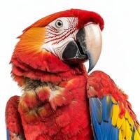 striking scarlet macaw displays its brilliant red, blue, and yellow feathers. The bird poses majestically, emphasizing its intricate feather patterns and expressive features. photo