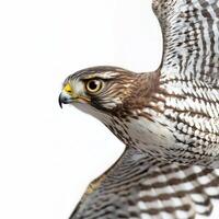 magnificent sparrowhawk soars through the air with wings folded tightly, revealing its elegance and keen predatory instincts against a clean white background. photo