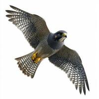 stunning sparrowhawk glides effortlessly, wings tucked close to its body, embodying the beauty of avian flight in a minimalistic white environment. photo