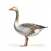 beautiful swan goose showcases its long neck and vibrant orange beak while standing near water. The smooth white background highlights its stunning features and posture. photo