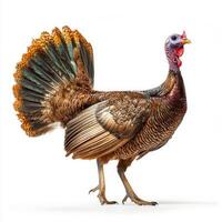 striking turkey struts gracefully, highlighting its colorful wattle and majestic tail feathers. The isolated white backdrop emphasizes its beauty and unique features. photo
