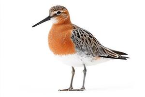 Standing proudly with its striking red chest and short beak, the red knot captivates observers, embodying the essence of avian grace on a minimalist backdrop. photo