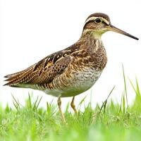 striking bird, a Wilson's snipe, stands elegantly amidst vibrant green grass, revealing its intricate brown plumage and long, slender beak, capturing the essence of its natural beauty. photo