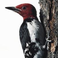 woodpecker, adorned with a brilliant red crown, clings to a textured tree trunk, its sharp beak ready to forage. The minimalistic background highlights its features beautifully. photo