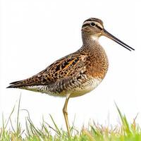 close-up captures a Wilson's snipe, highlighting its striking mottled plumage and long beak while it stands in lush green grass, radiating natural beauty and elegance. photo