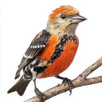 The white-winged crossbill shows off its vivid red and black plumage, perched gracefully on a branch, emphasizing its uniquely crossed bill against a clean white backdrop. photo