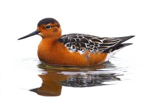 elegant bird glides effortlessly across still waters, its rounded body and striking red and white feathers reflected in the glassy surface, embodying tranquility. photo