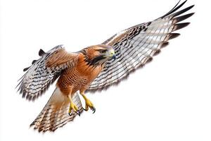 majestic red-shouldered hawk glides effortlessly, showcasing its vibrant plumage and powerful wings as it navigates the sky with precision and grace. photo