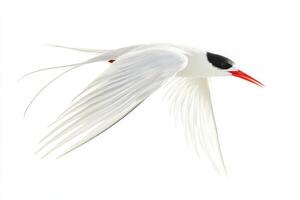 roseate tern glides effortlessly through the sky, its long wings and tail feathers streaming behind. The bird's vibrant bill contrasts beautifully with its delicate plumage. photo