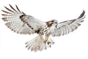 rough-legged hawk elegantly glides with wide wings outstretched, showcasing its striking plumage while isolated against a clean white background, embodying the beauty of avian flight. photo