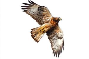rough-legged hawk navigates the skies with its wings fully extended, embodying elegance and power in flight against a stark white background, highlighting its stunning plumage. photo