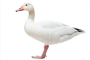 snow goose stands proudly on the shore, its striking white feathers glistening. The pink beak contrasts beautifully with the snowy plumage, creating a stunning visual effect. photo