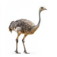 ostrich walks proudly, its elongated neck and legs highlighted vividly as it moves gracefully across a clean, white setting, perfectly capturing its unique features. photo