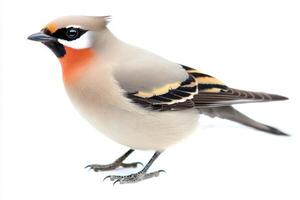 elegant waxwing stands proudly, its soft feathers beautifully displayed as it tilts its head. The vibrant colors and raised crest make for a captivating sight against the bright background. photo