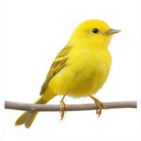 striking yellow warbler sits elegantly on a branch, its vibrant plumage illuminated beautifully against a stark white backdrop, emphasizing its delicate features. photo