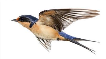 mid-flight, a barn swallow displays its elegant forked tail and pointed wings, capturing the essence of agile beauty in nature, isolated beautifully against a simple, white background. photo